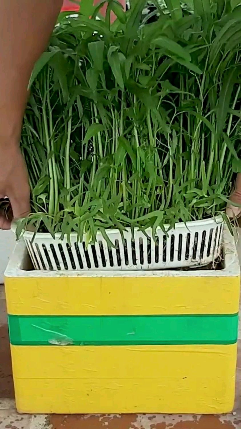 在家水培的空心菜,长得又嫩又新鲜