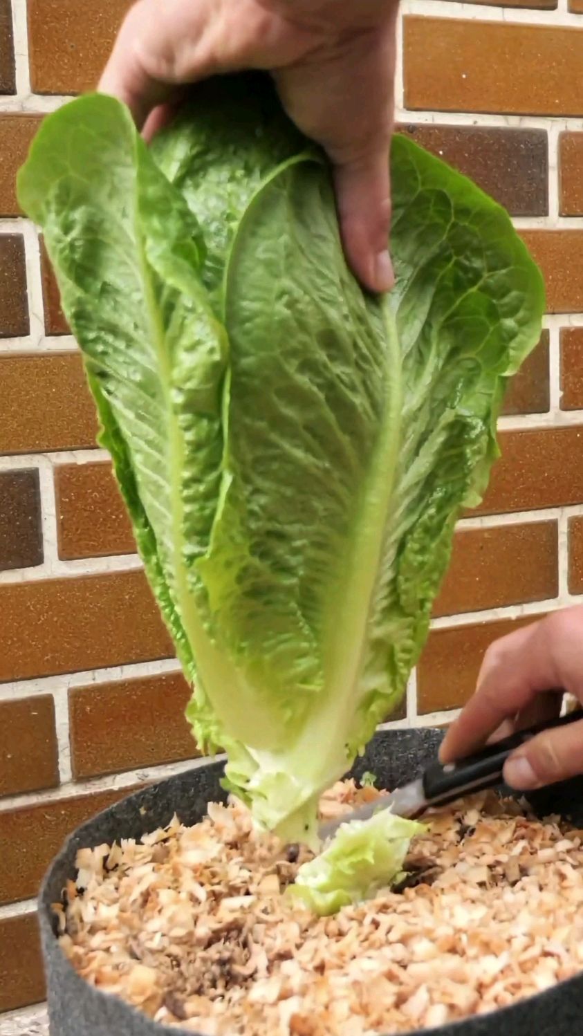 白菜生长全过程!
