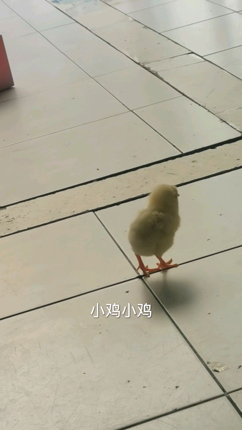 小鸡小鸡你别怕!以后我做你妈妈