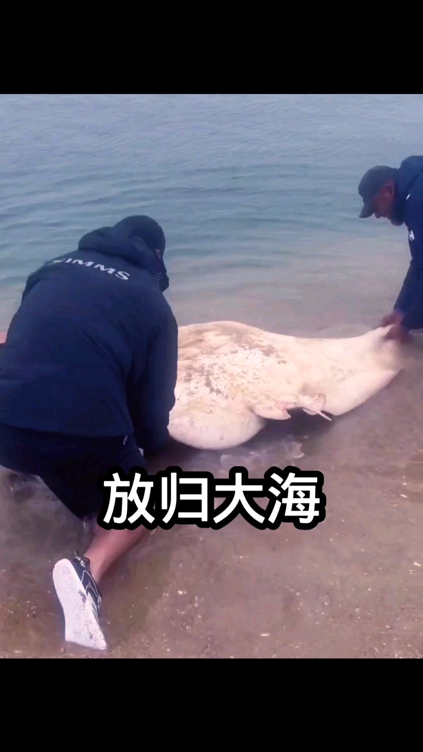 善意之举:男子接受建议,将鳐鱼放归大海