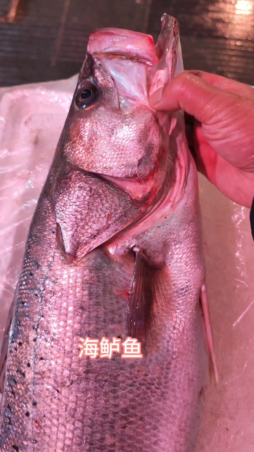 台州海鲈鱼,一条重达十斤,你们觉得怎么做好吃?