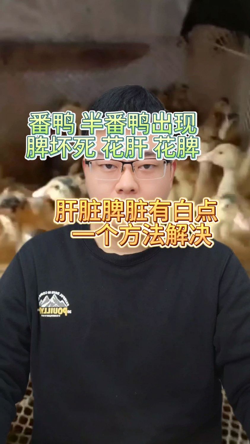 番鸭、半番呼肠孤多发怎么解决 鸭呼肠孤特效