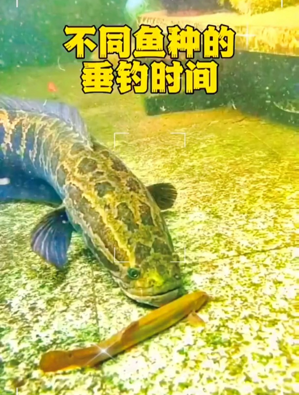 不同鱼种的垂钓时间!记住这几个时间段,轻松爆护不是问题!