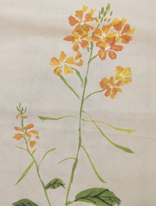 国画教程,油菜花的画法
