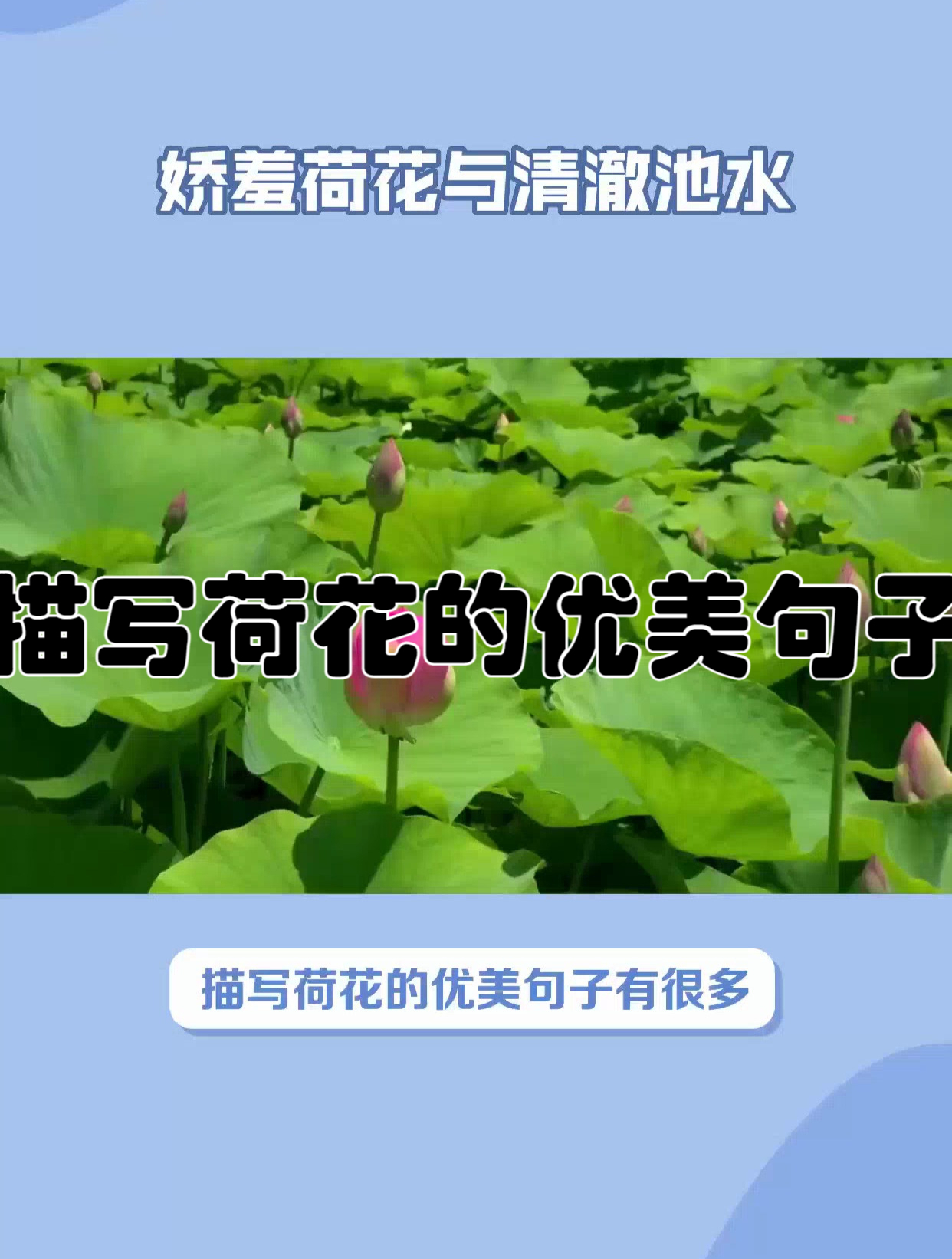 描写荷花的优美句子
