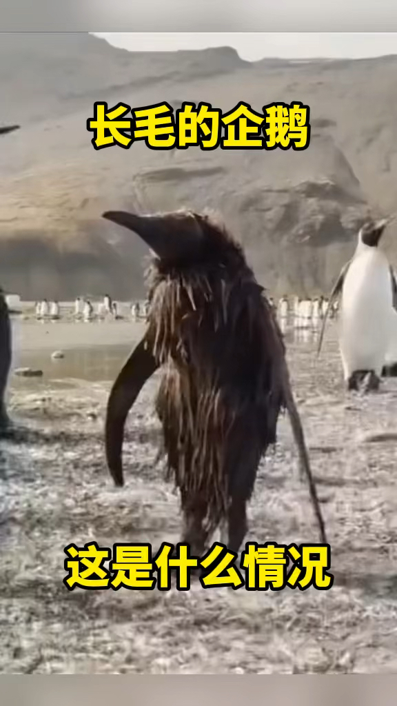 第一次见长毛的企鹅