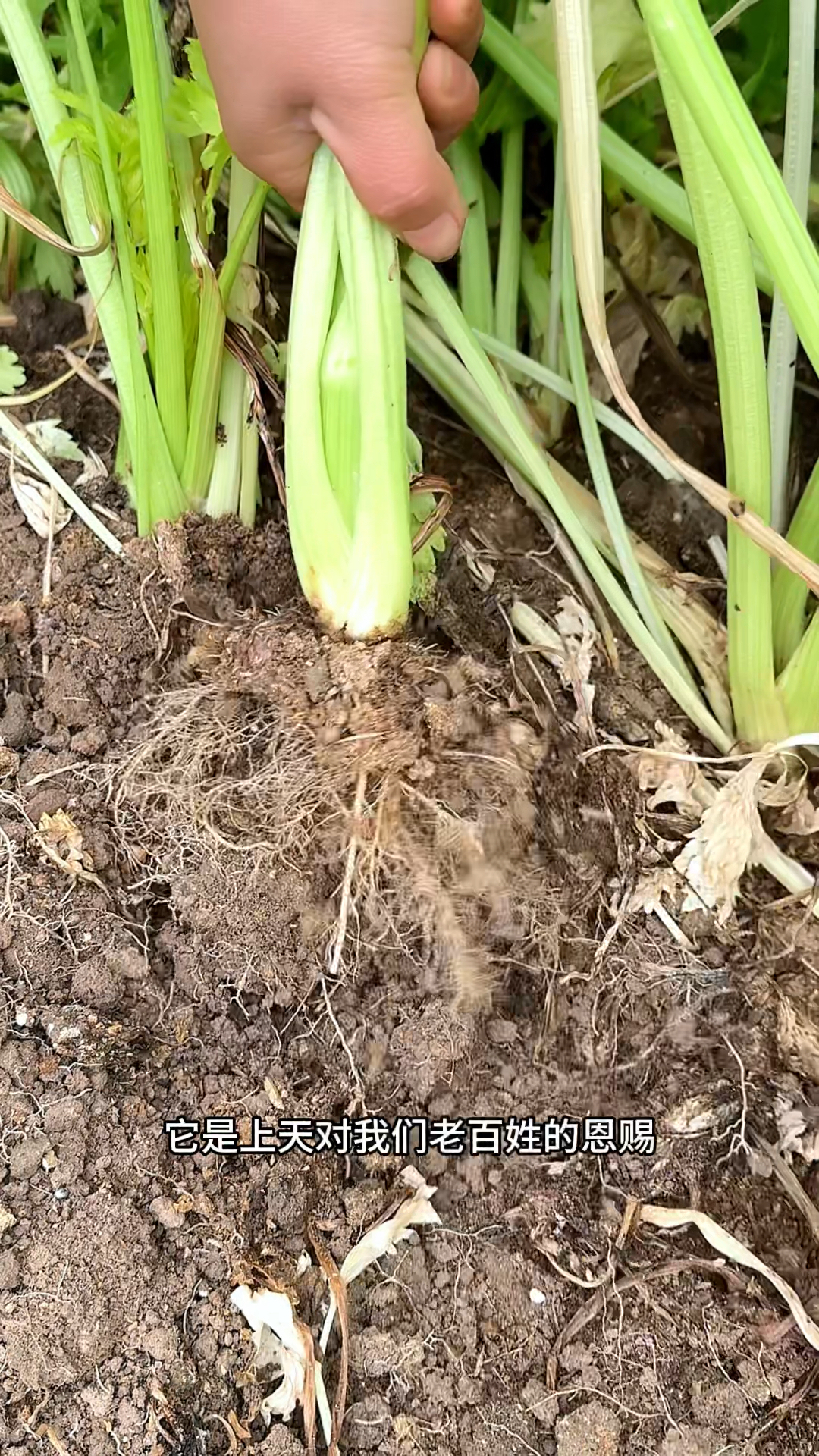 芹菜是常见蔬菜之一,但有的朋友却并不喜欢它
