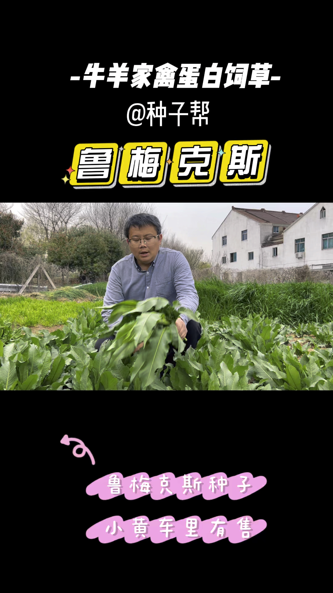 鲁梅克斯蛋白含量高,是牛羊、家禽的高蛋白牧草,种一次收割15年