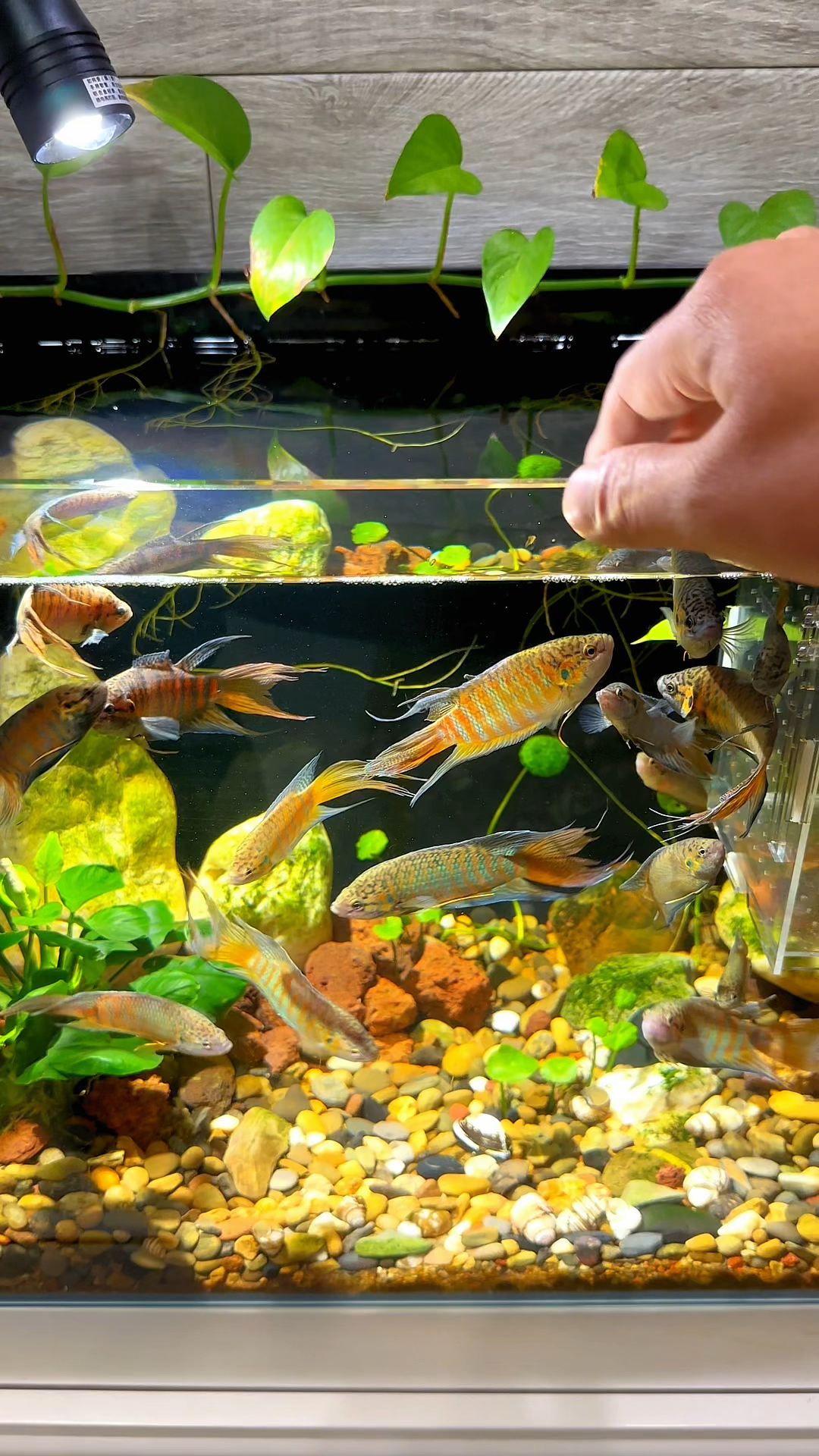 斗鱼吃什么好呢?