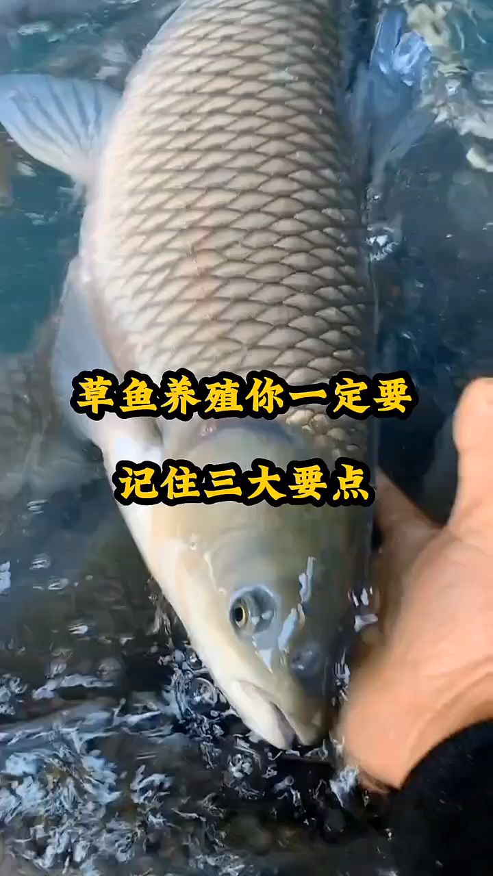 草鱼养殖你一定要知道的3大点