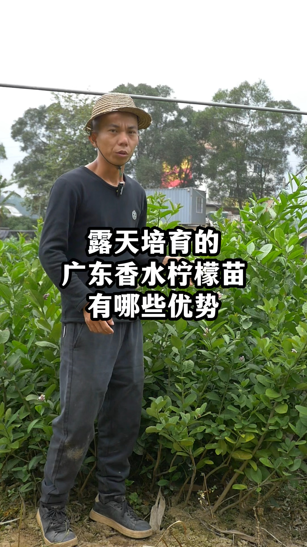 露天培育的广东香水柠檬苗,有哪些优势呢