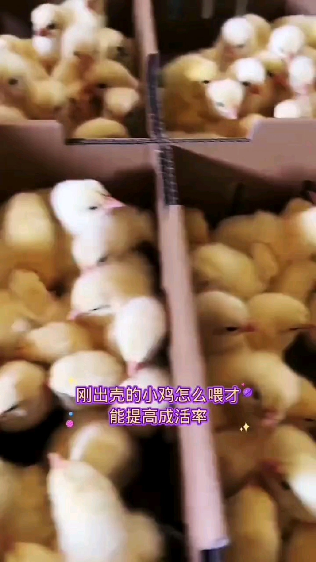 刚出壳小鸡怎么喂成活率高