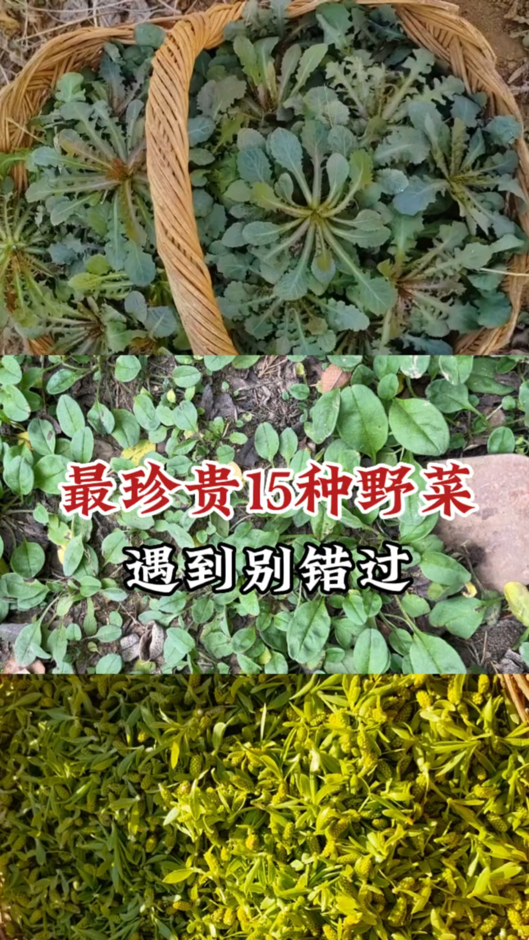 春天必挖的15种珍贵野菜,农村到处都是,遇到可别当杂草