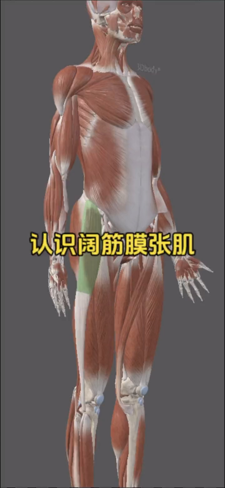 认识大腿外侧肌肉之筋膜扩张肌!