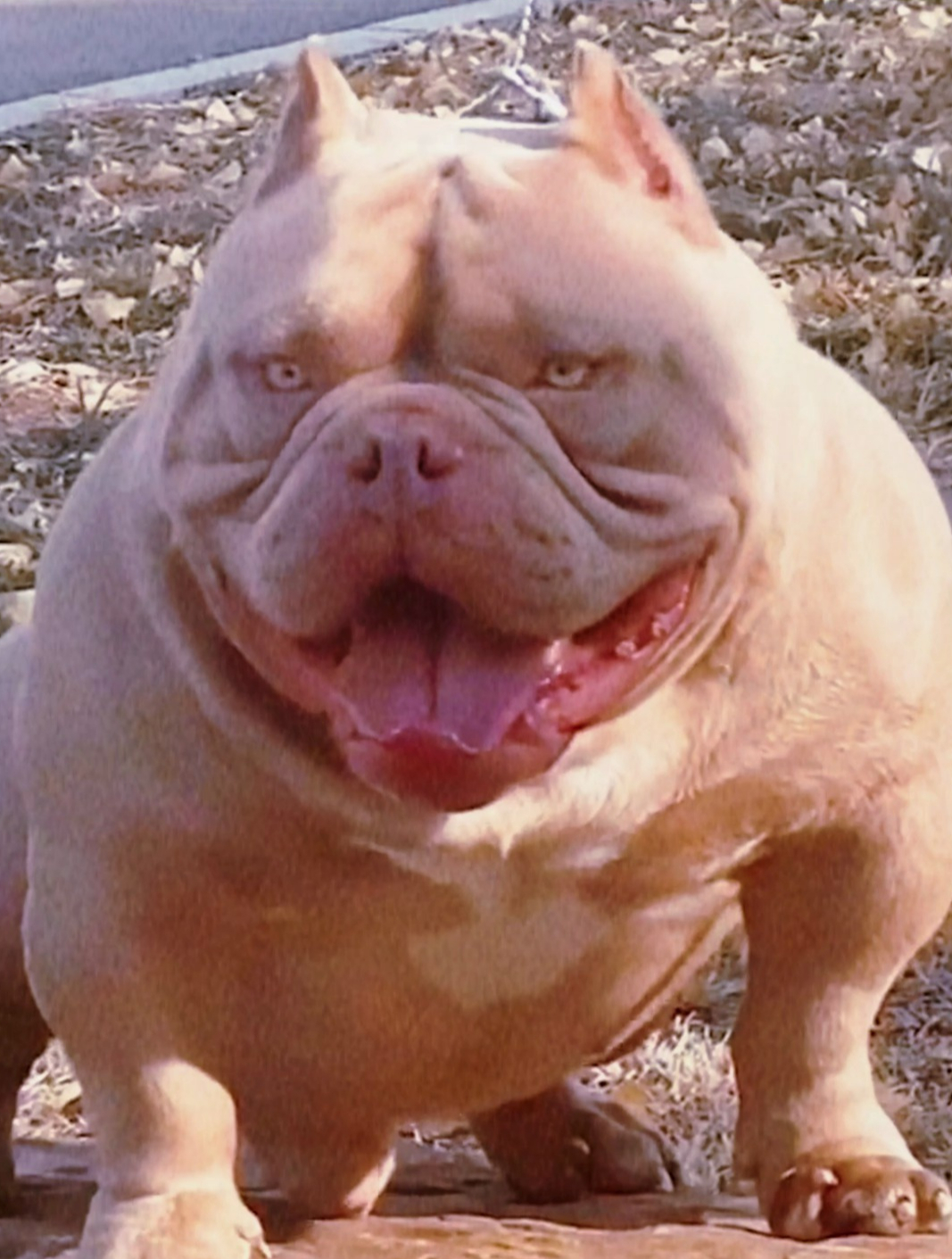 恶霸犬——被人误解最深的狗狗!