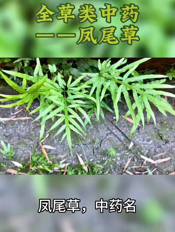 全草类中药——凤尾,草药植物科普