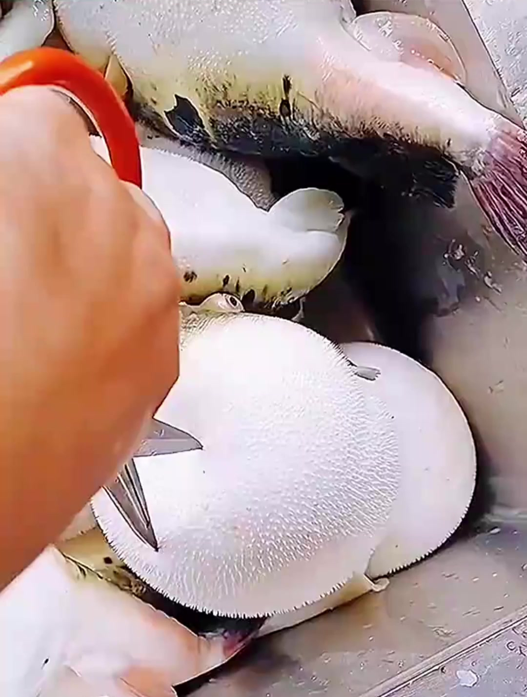 这是什么鱼,肚子能涨这么大