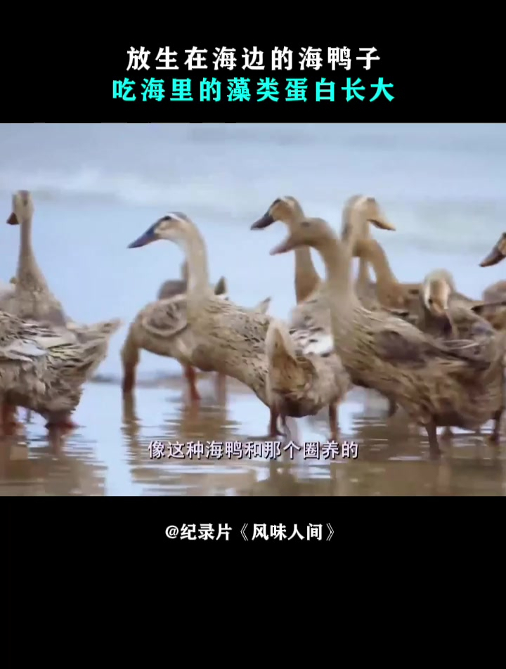 风味人间:放生在海边的海鸭子,吃海里的藻类蛋白长大