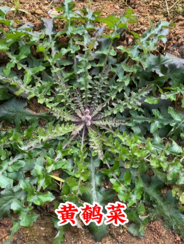 黄鹌菜是一种山野菜,看看你认识吗?