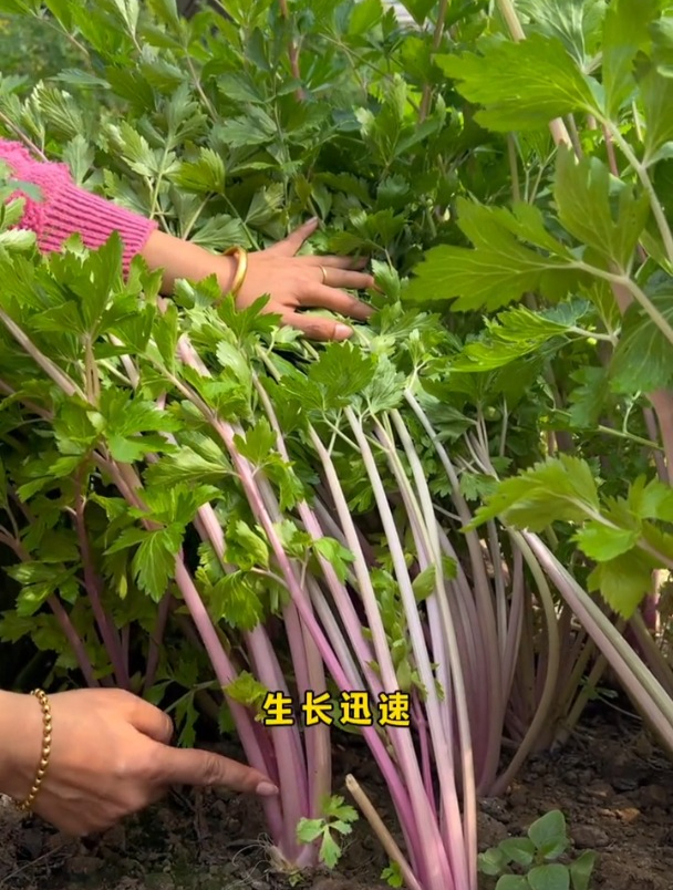 脆脆甜甜适合生吃的芹菜,它就是红芹!