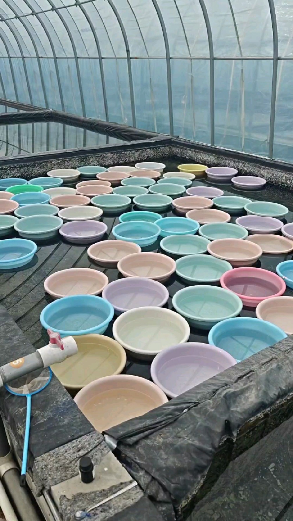 河北兰寿泰狮金鱼鱼苗孵化完成