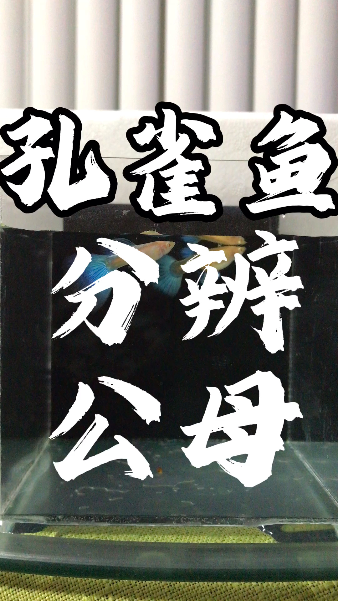 孔雀鱼如何分辨公母?#孔雀鱼
