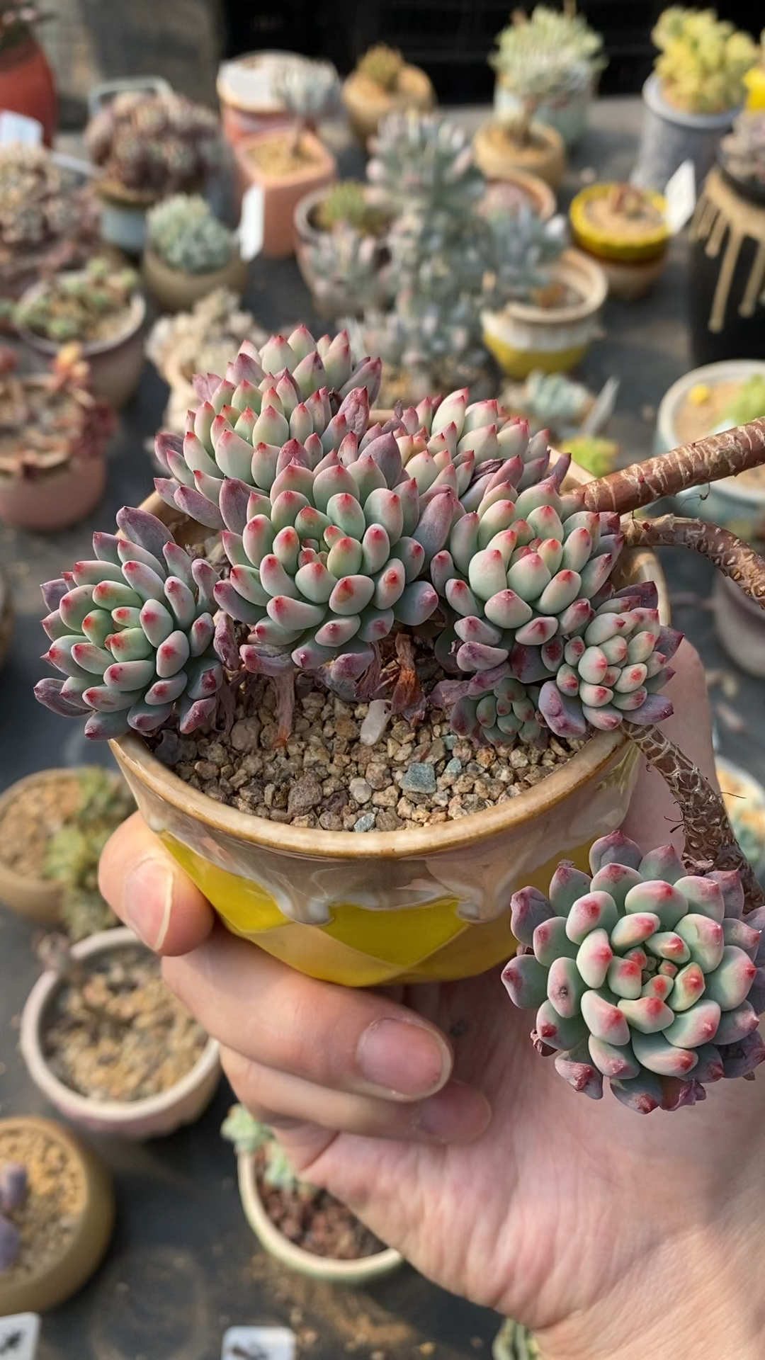 多肉蓝苹果,能有这样的状态,就已经很满足了