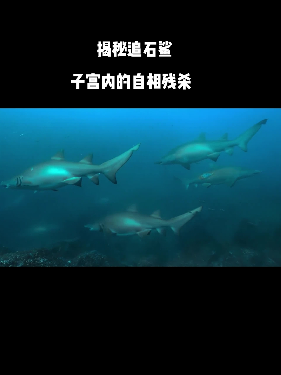 揭秘追石鲨:子宫内的自相残杀