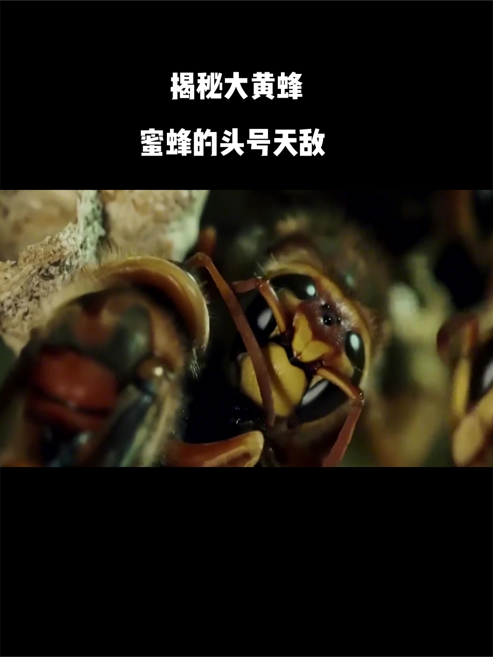 揭秘大黄蜂:蜜蜂的头号天敌,也是益虫?