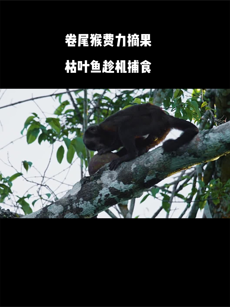 卷尾猴费力摘果,枯叶鱼趁机捕食,亚马逊危机重重