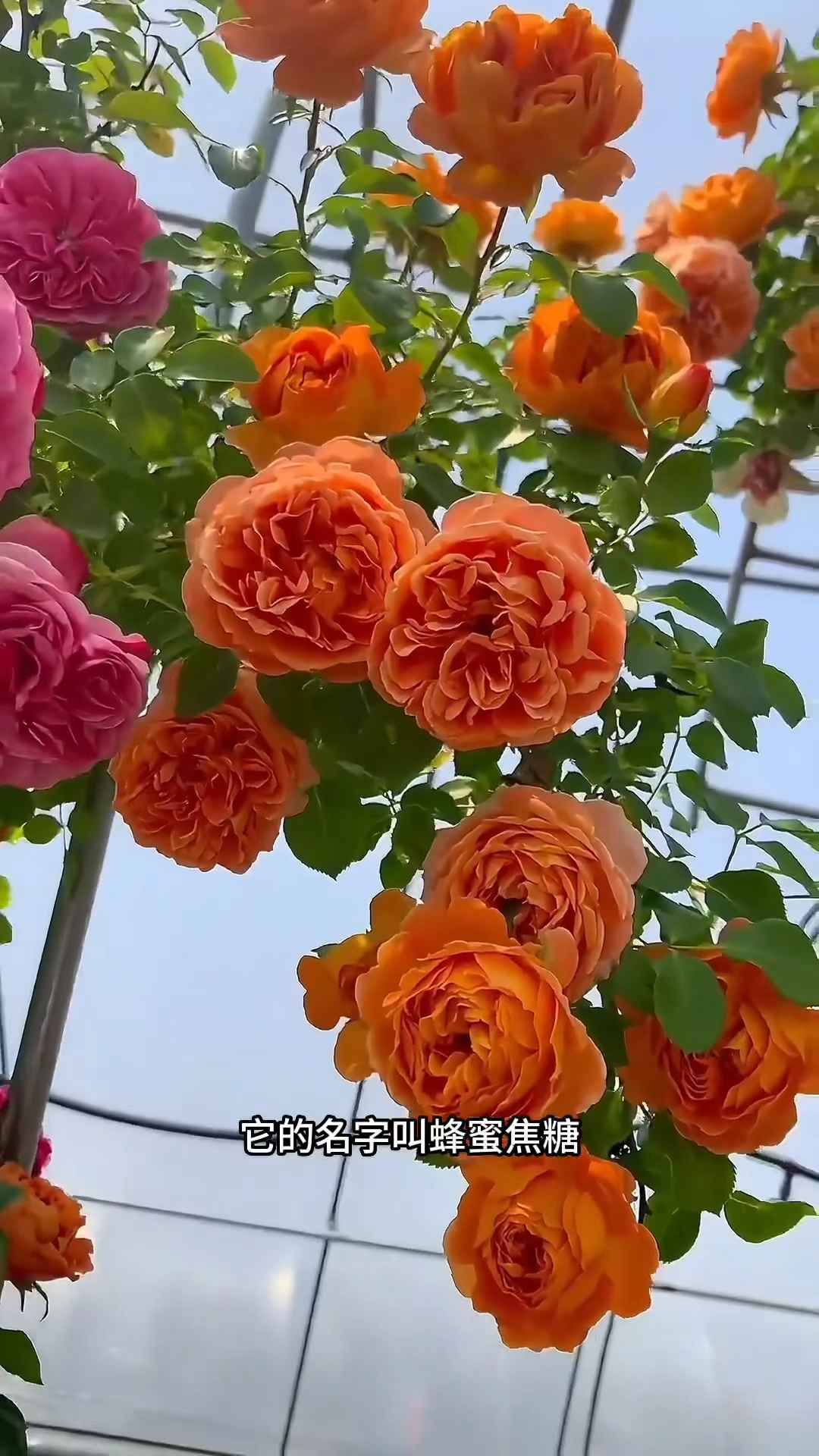 藤本月季蜂蜜焦糖花量多花期长多季循环开花