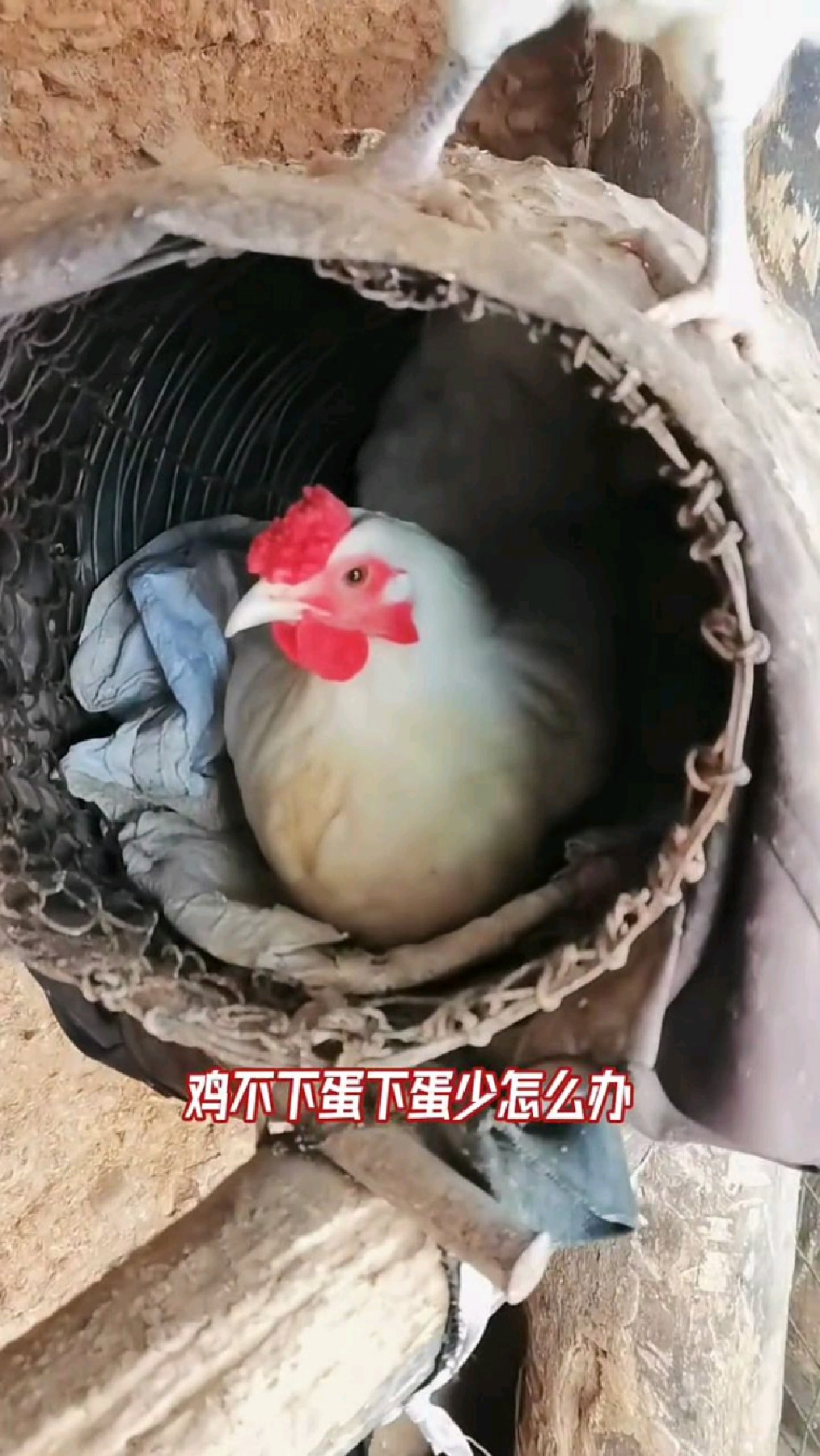 鸡不下蛋下蛋少,教你一个小妙招
