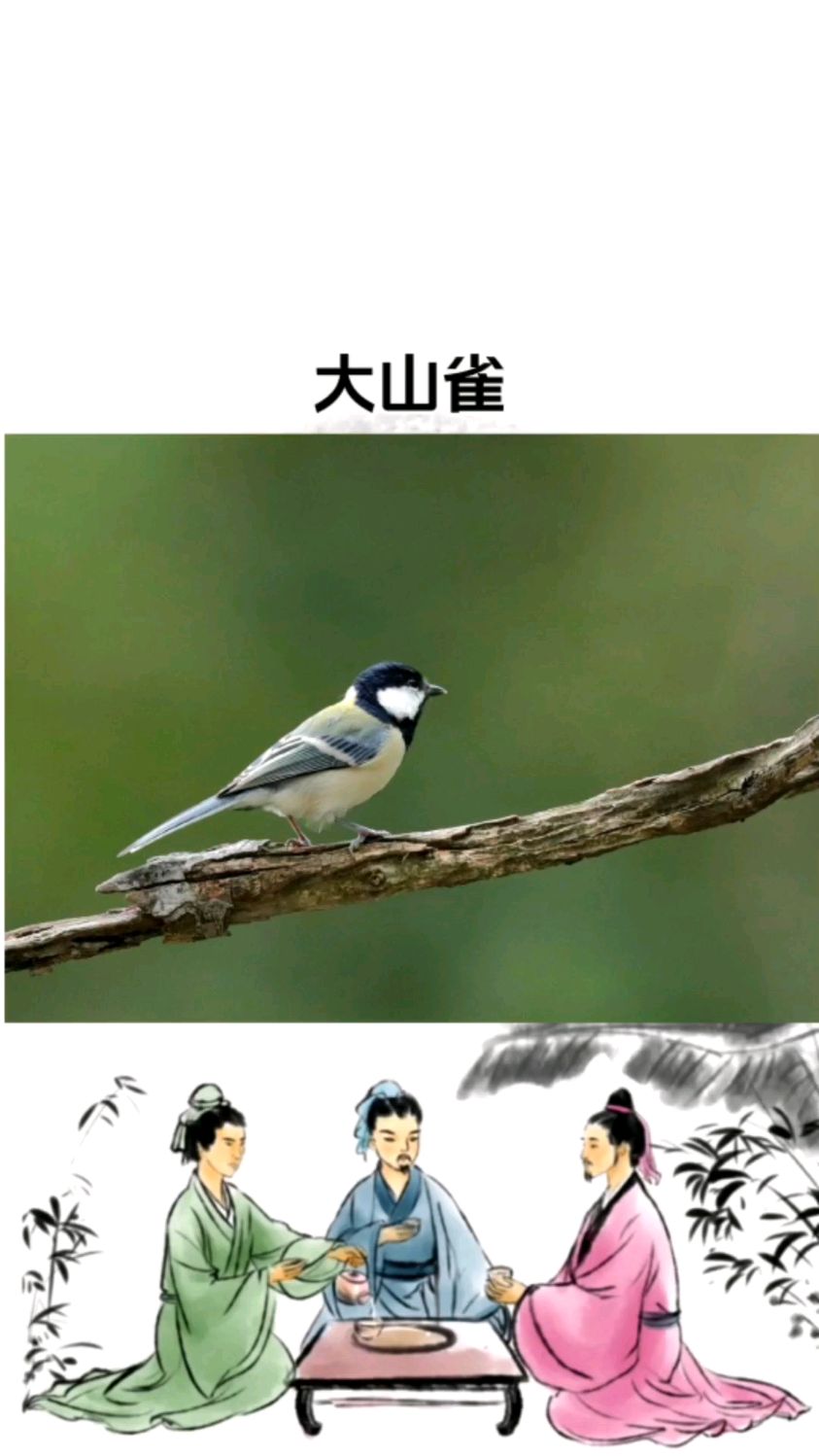 大山雀原生态野外叫声,在公园或者农村森林经常听到它的叫声