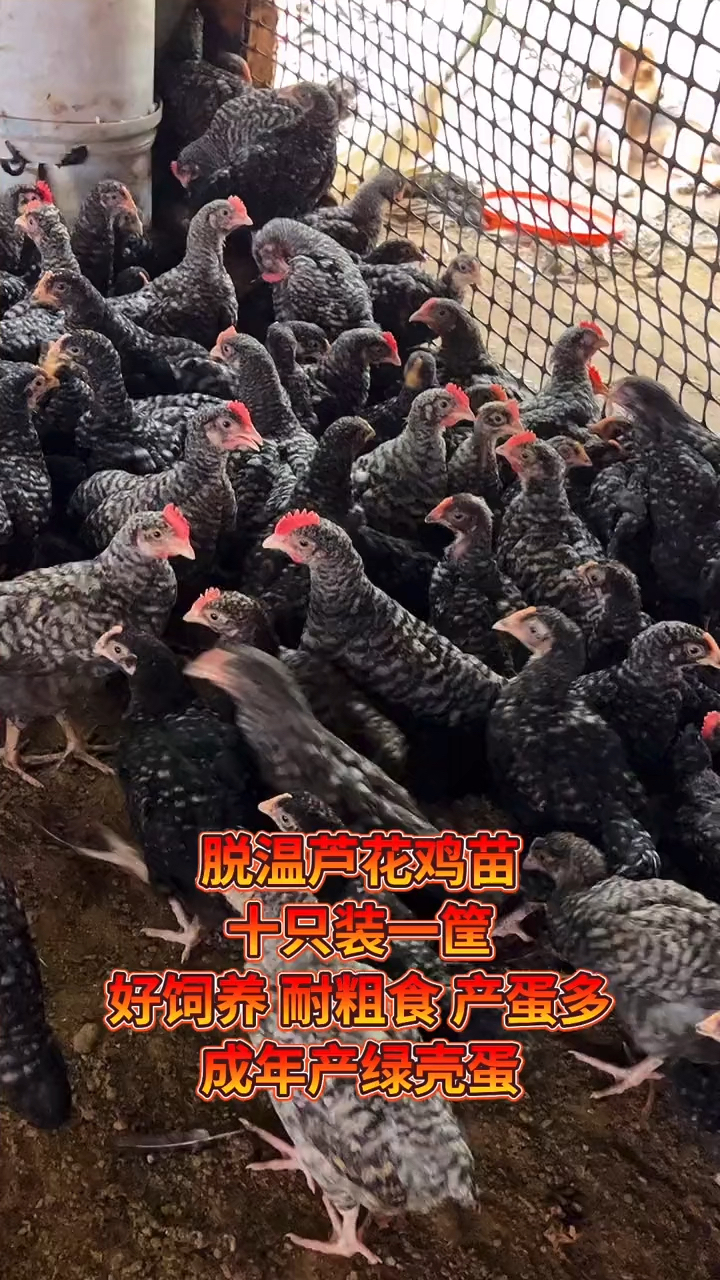 正宗芦花鸡一斤苗更好养