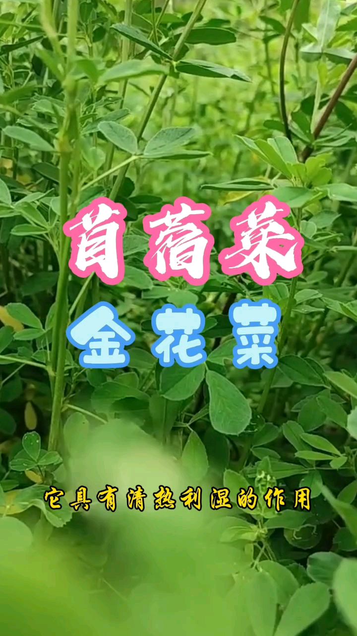 苜蓿菜,一口野菜一口春,美味又健康