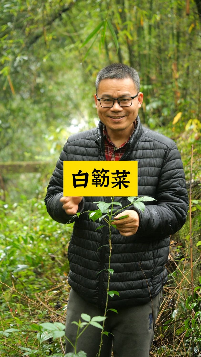 白簕菜被誉为野菜之冠,又叫橄榄菜三加皮