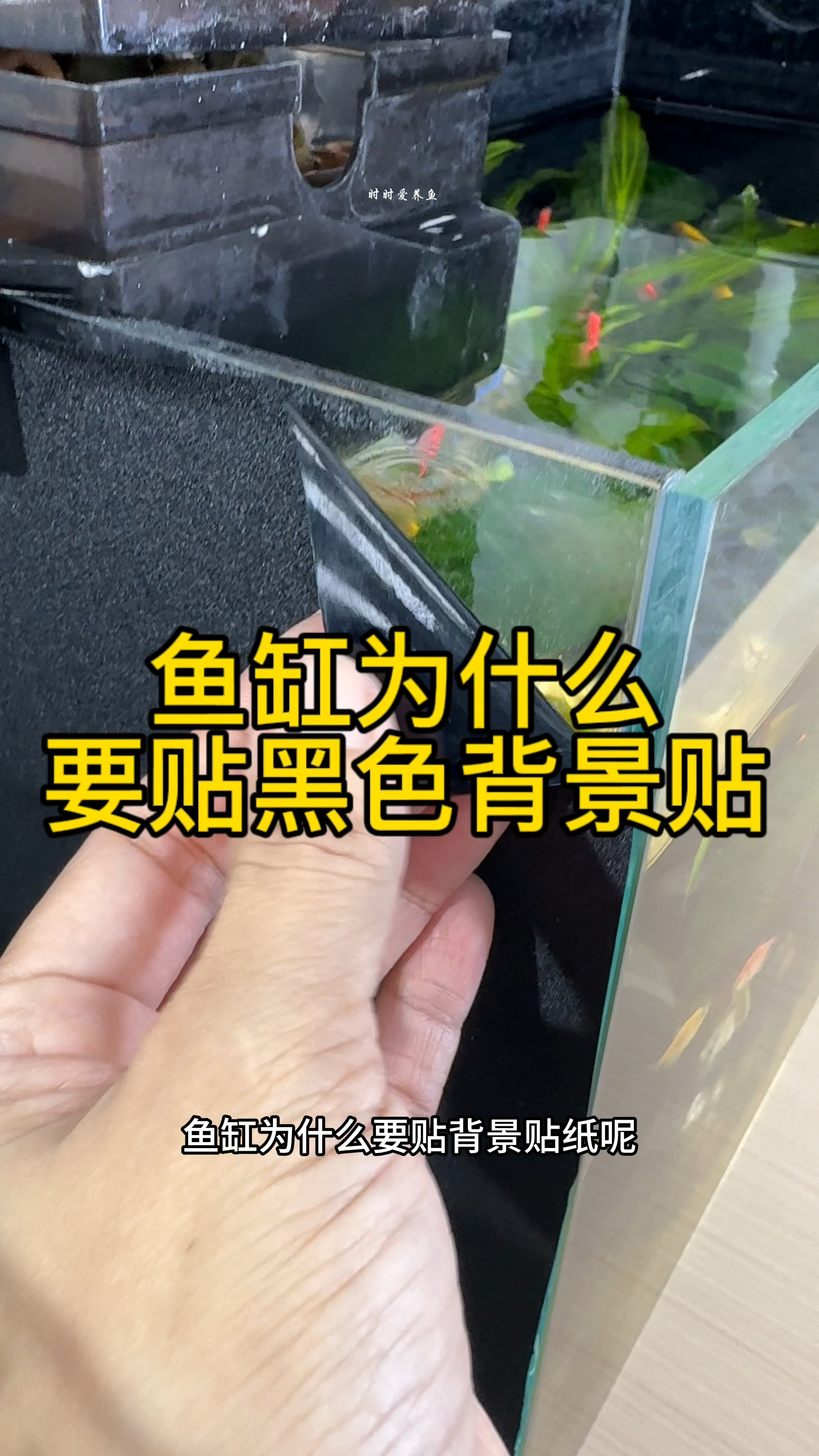 鱼缸为什么要贴黑色背景贴纸呢?#水族#观赏鱼#鱼缸造景#养鱼日记