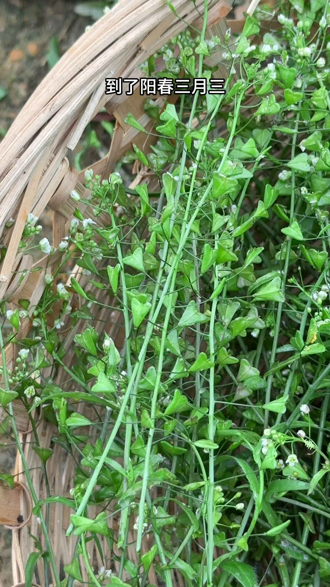 农村的荠菜,别名鸡心菜,种子像心形,村民常常采摘它