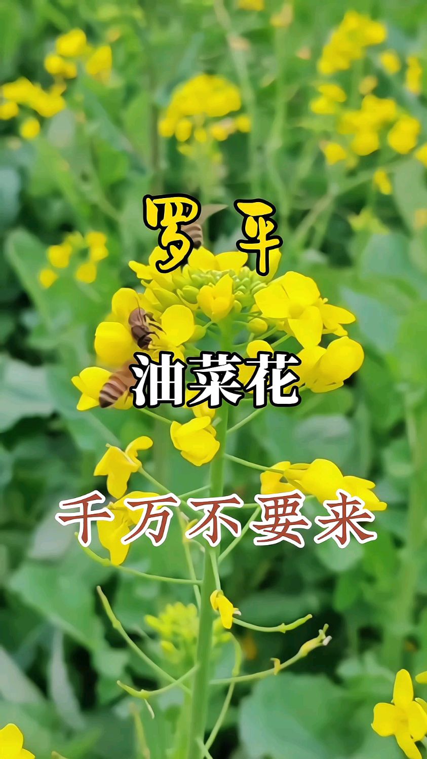 罗平油菜花你去看了吗?