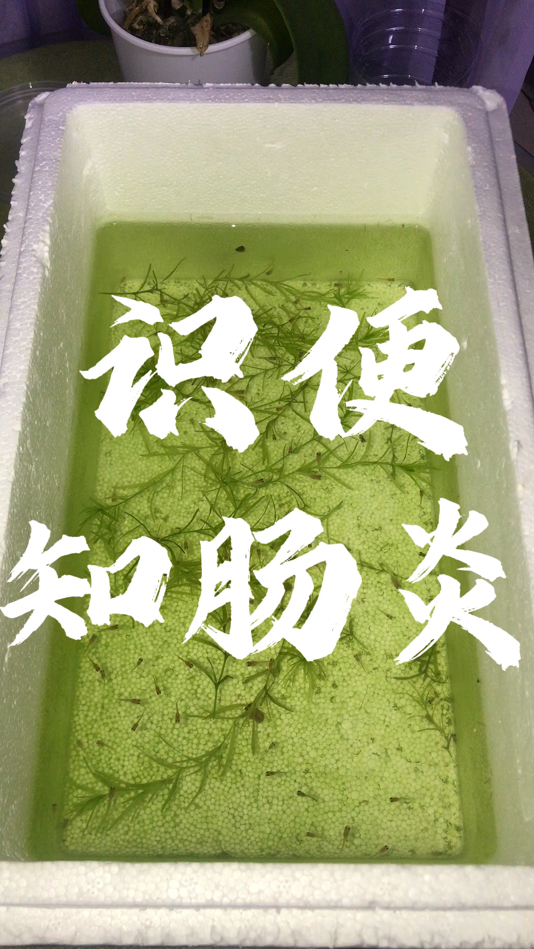 看鱼便便知道鱼儿是否肠炎。孔雀鱼为什么拉绿色便便