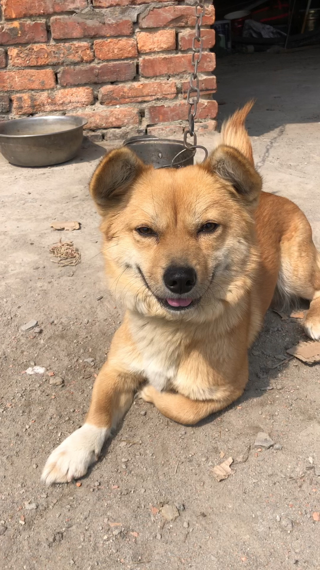 鱼塘边的小黄狗看到我都很开心,它的主人给它修了一个小窝