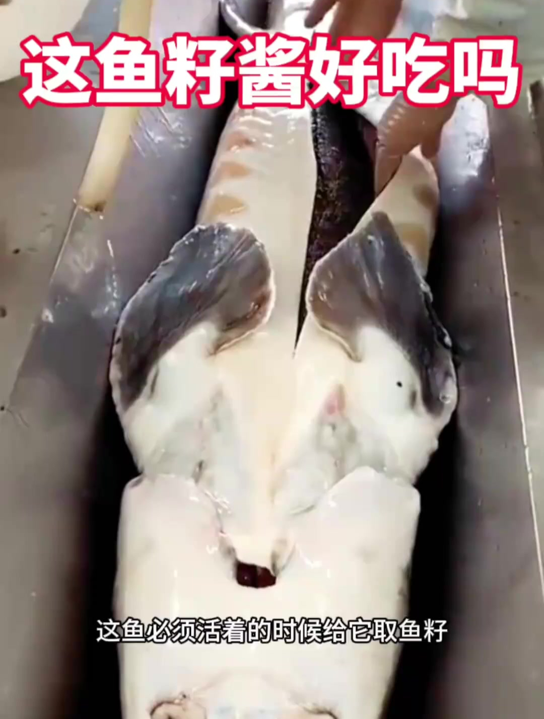 男子取鱼籽酱,这能好吃吗