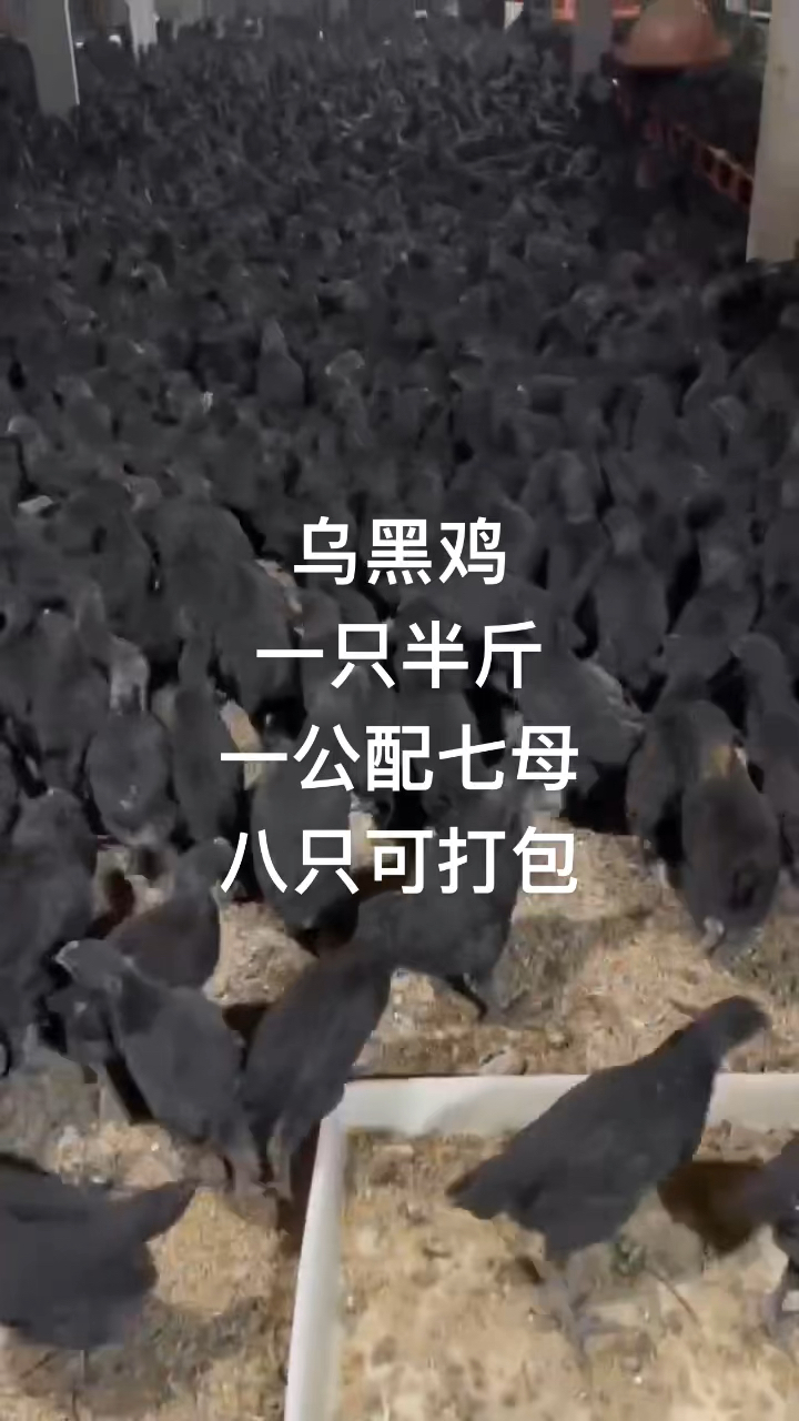 正宗五黑鸡一个月苗子八只装一筐