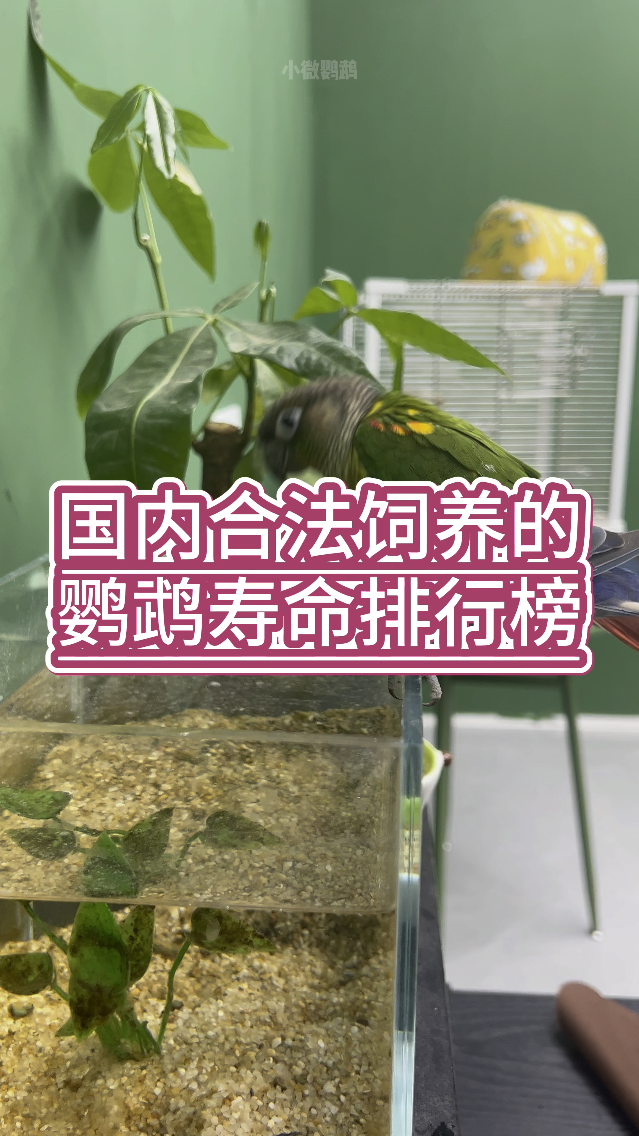 国内合法饲养的鹦鹉,寿命排行榜