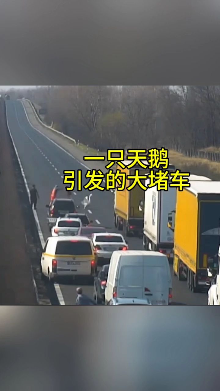 一只天鹅引发的大堵车