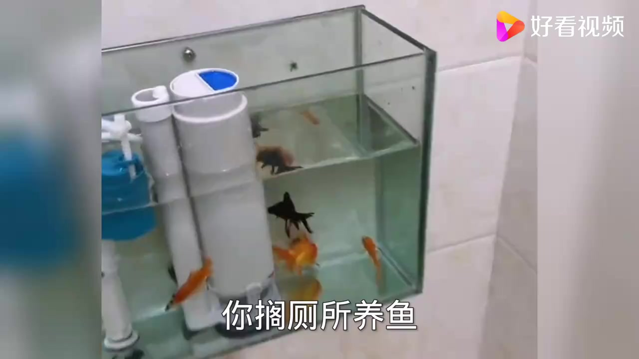 厕所养鱼你咋想的?还不如拴两条狗呢!