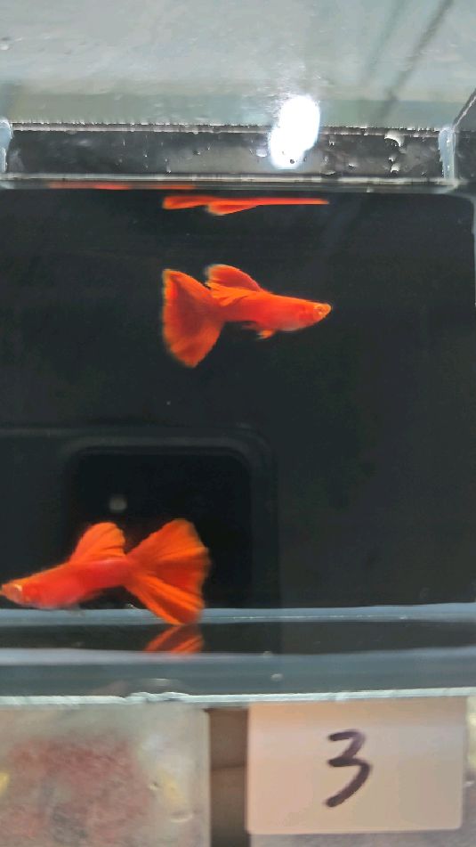 自家饲养血红孔雀鱼