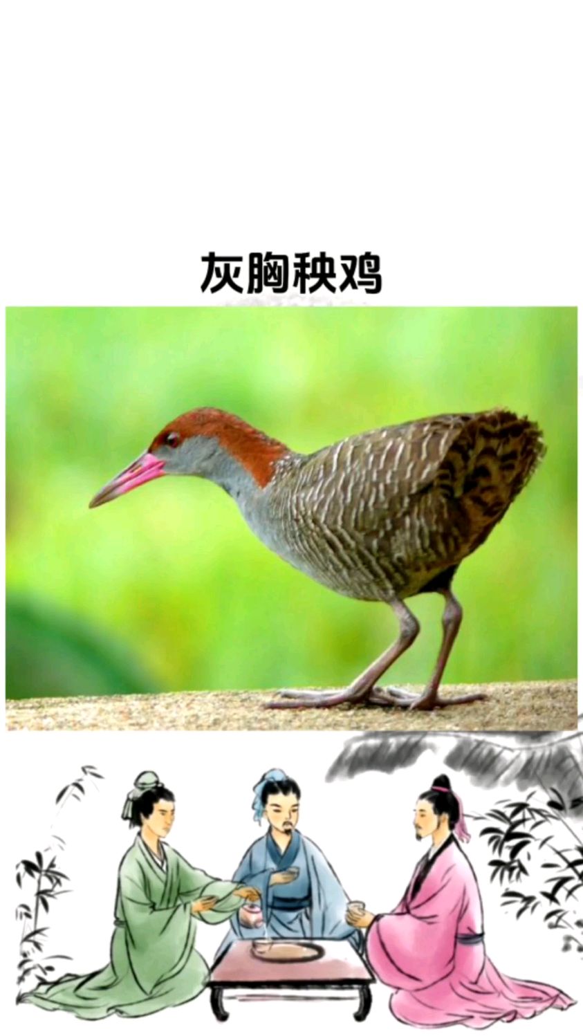 蓝胸秧鸡俗称灰胸秧鸡,是一种分布范围广但数量稀少的稀有鸟类