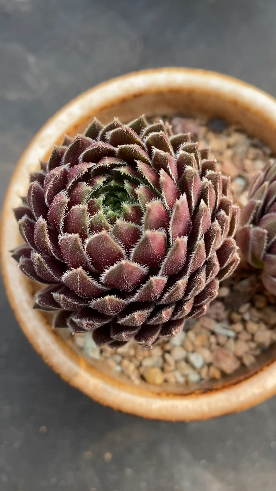 别看个头不大,资历可很老,看这粗桩子,多肉紫牡丹