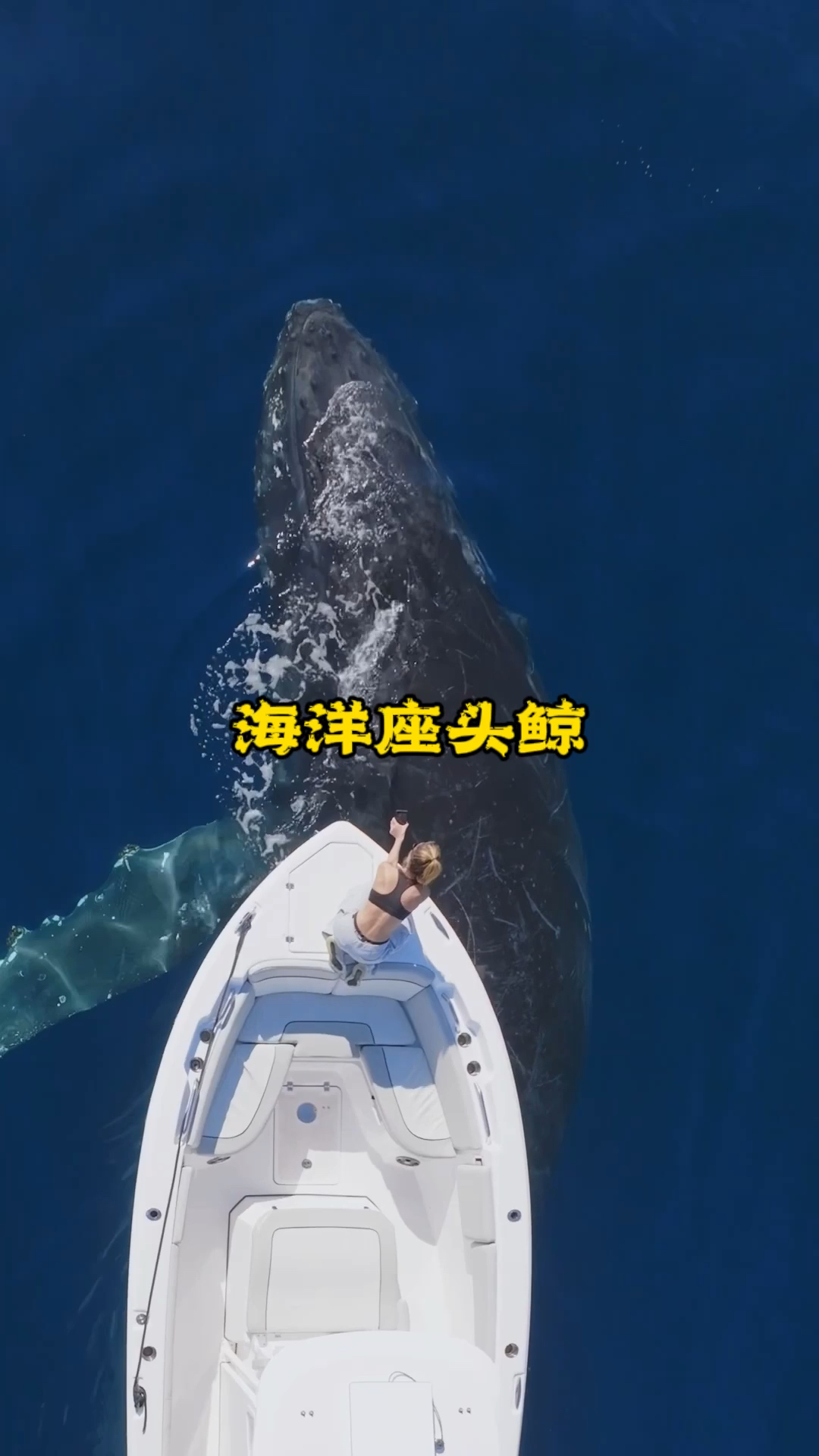海洋座头鲸与游客近距离接触,场面实在是太让人感到震撼了,鲸鱼浮出水面